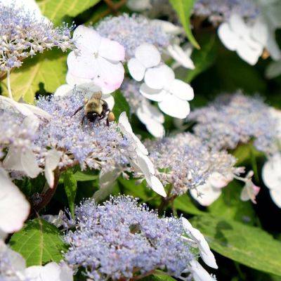 Common Hydrangea Pests and Diseases: Identification, Prevention, and Treatment - finegardening.com