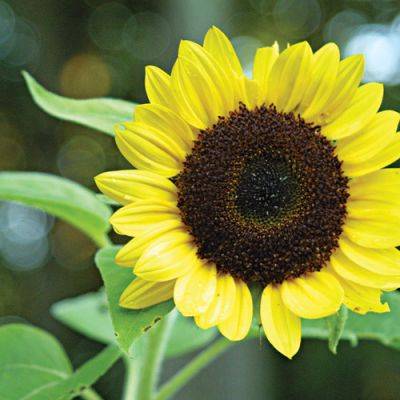 How to Grow Annual Sunflowers for Pollinators and Wildlife - finegardening.com