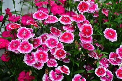 How (And When!) To Deadhead Dianthus - southernliving.com
