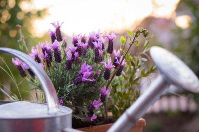 How to plant lavender in pots and containers: expert guide - growingfamily.co.uk - India - region Mediterranean