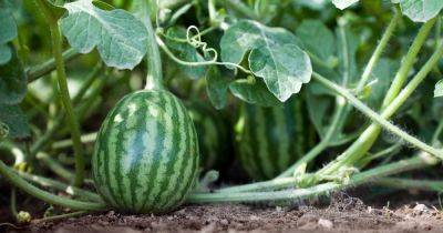 How to Grow and Care for Watermelon Plants - gardenersworld.com - Britain