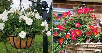 7 Tips For Growing Roses In Hanging Baskets - balconygardenweb.com