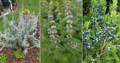 10 Native American Herbs and Spices to Grow in Garden - balconygardenweb.com - Usa - Mexico - county Garden