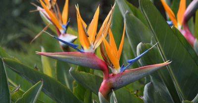 How to To Propagate Bird of Paradise Plants - gardenerspath.com