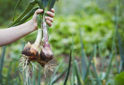 The 10 Best Companion Plants For Onions (And 3 To Avoid) - southernliving.com