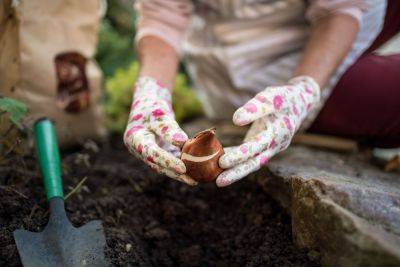 When To Plant Bulbs, According To Garden Experts - southernliving.com