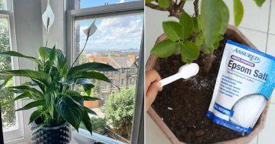 8 Things You Should Do When Growing Plants In Low Light - balconygardenweb.com