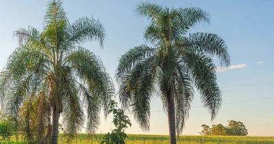 How to Grow and Care for Queen Palms - gardenerspath.com - France