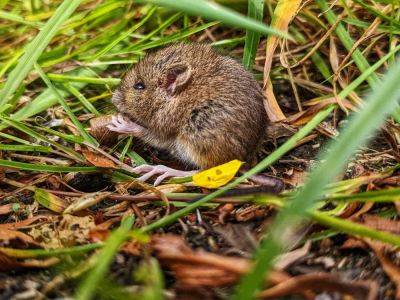 How To Keep Voles Away From Your Garden, According To Experts - southernliving.com - state Missouri