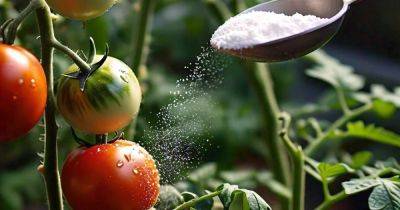 4 Ways to Grow Sweeter Tomatoes (Number One is Best) - balconygardenweb.com - state Missouri
