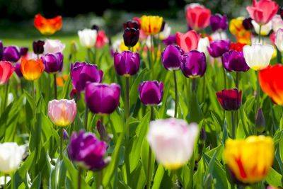 The Best Time To Plant Tulips, According To An Expert - southernliving.com