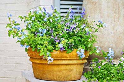 8 Container Gardening Mistakes To Avoid (Plus 5 Solutions!), According To Experts - southernliving.com