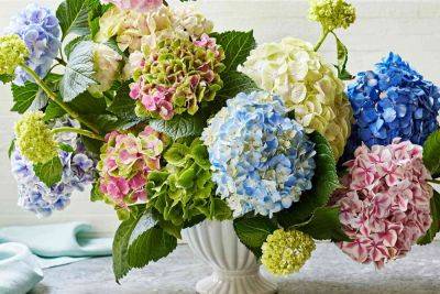 Why Your Southern Grandmother Always Sprayed Her Hydrangeas With Hairspray - southernliving.com
