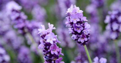 How To Grow Lavender - gardenersworld.com - Britain - France - Spain