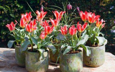 Top Tips for Planting Bulbs in Pots - jparkers.co.uk