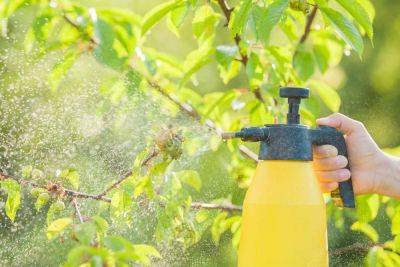Can You Spray Rubbing Alcohol on Plants? - treehugger.com
