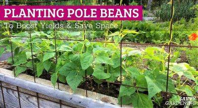 Planting Pole Beans to Boost Yields and Save Space - savvygardening.com