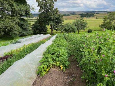 Transforming Novice Gardeners into Green Thumbs - gardenadvice.co.uk - Scotland