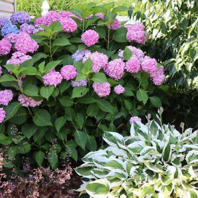Long Island Summer Garden: Blooms and Foliage - finegardening.com - state New York - county Island