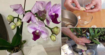 Use This Trick On Your Withered Orchid to Make It Bloom - balconygardenweb.com