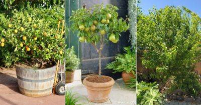 11 Best Patio Fruit Trees - balconygardenweb.com