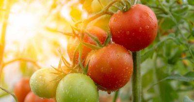 How to Identify and Prevent Sunscald on Tomatoes - gardenerspath.com