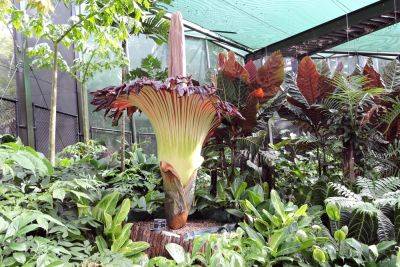 A Corpse Flower Blooms in D.C.—and People Can't Get Over the Smell - bhg.com