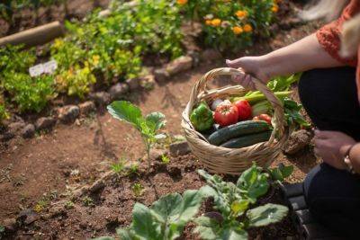 Understanding the importance of crop rotation in your vegetable garden - growingfamily.co.uk