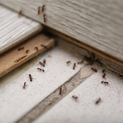 Effective strategies to quickly eliminate ants from your house - gardencentreguide.co.uk