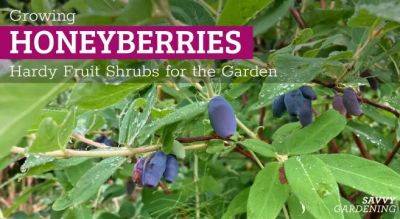 Growing Honeyberries: Hardy Fruit Bushes to Add to Your Garden - savvygardening.com - Canada - state Alaska