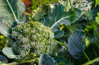6 Companion Plants For Broccoli (Plus, A Few To Avoid!) - southernliving.com