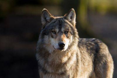Some Wolves Are Back on the Endangered Species List - modernfarmer.com - Usa - Washington - state California - state Idaho - state Montana - state Oregon - state Wisconsin - county White
