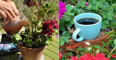 Make this Ultimate Coffee Tea to Feed Your Plants - balconygardenweb.com