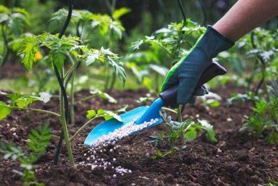 How Often Should You Fertilize Your Plants? We Asked Garden Experts - southernliving.com