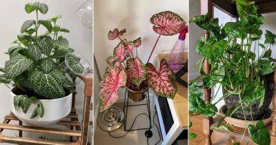 12 Plants That Love Misting - balconygardenweb.com