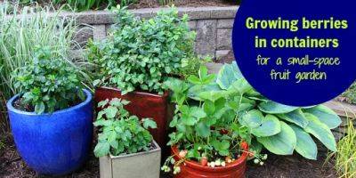 Growing Berries in Containers - savvygardening.com