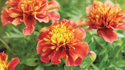 How to Grow Marigold Flowers - gardengatemagazine.com - Usa - Japan - Mexico
