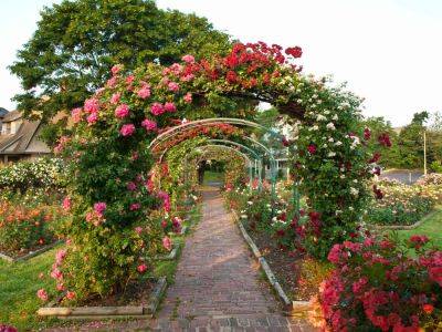 How To Plan And Care For A Rose Garden So You Can Enjoy Blooms All Season Long - southernliving.com - county Garden