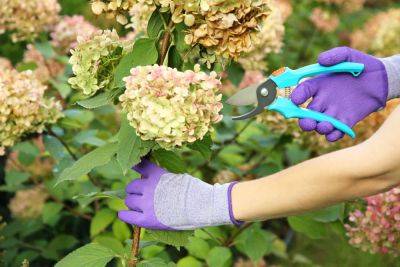 6 Expert-Approved Pruning Tips Every Gardener Should Know - thespruce.com