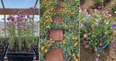 20 Best Self Seeding Flowers - balconygardenweb.com - state California