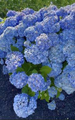 A bountiful hydrangea time, with ken druse - awaytogarden.com - New York - state New Jersey