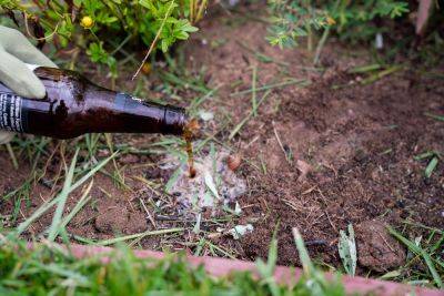 Beer Can Actually Deter Pests in Your Garden—Here's How - thespruce.com