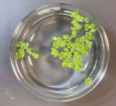 A small aquatic plant, duckweed, could revolutionize the food of tomorrow - theunconventionalgardener.com