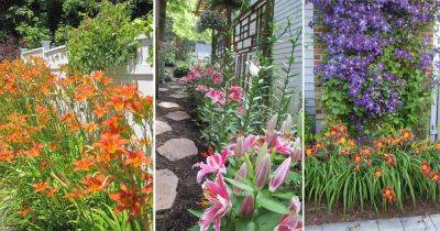 27 Landscaping Ideas With Daylilies - balconygardenweb.com