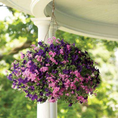 How to Take Care of Hanging Baskets for Beautiful Blooms All Summer Long - finegardening.com