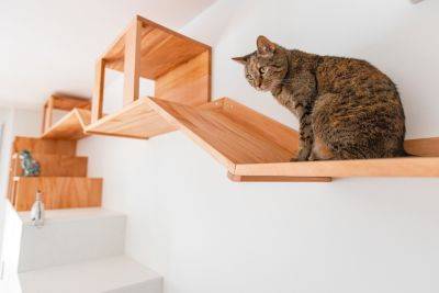 Cat Walls Are the In-House Entertainment Cats Need - bhg.com