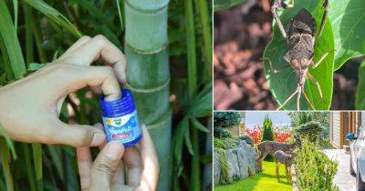 7 Surprising Vicks VapoRub Uses in the Garden - balconygardenweb.com - county Garden