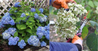 How and When to Deadhead Hydrangeas for More Flowers - balconygardenweb.com