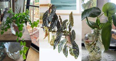 12 Best Climbers That Can Grow in Just Water - balconygardenweb.com