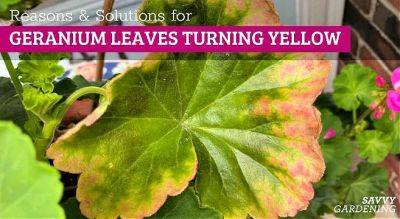 Geranium Leaves Turning Yellow: 6 Causes and Solutions - savvygardening.com